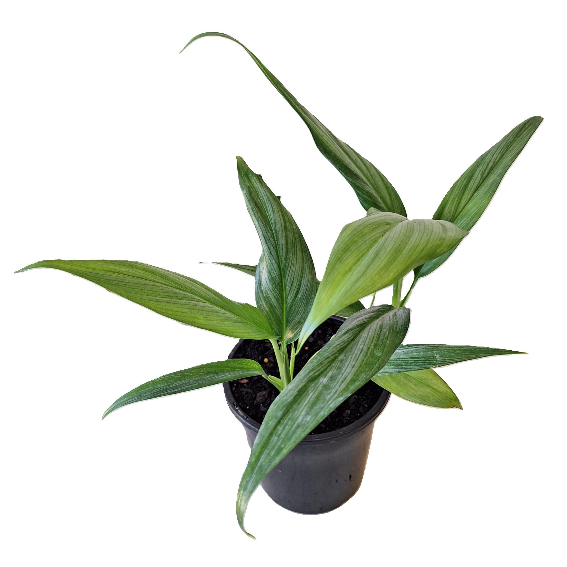 Epipremnum Amplissimum 180mm