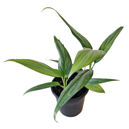 Epipremnum Amplissimum 180mm
