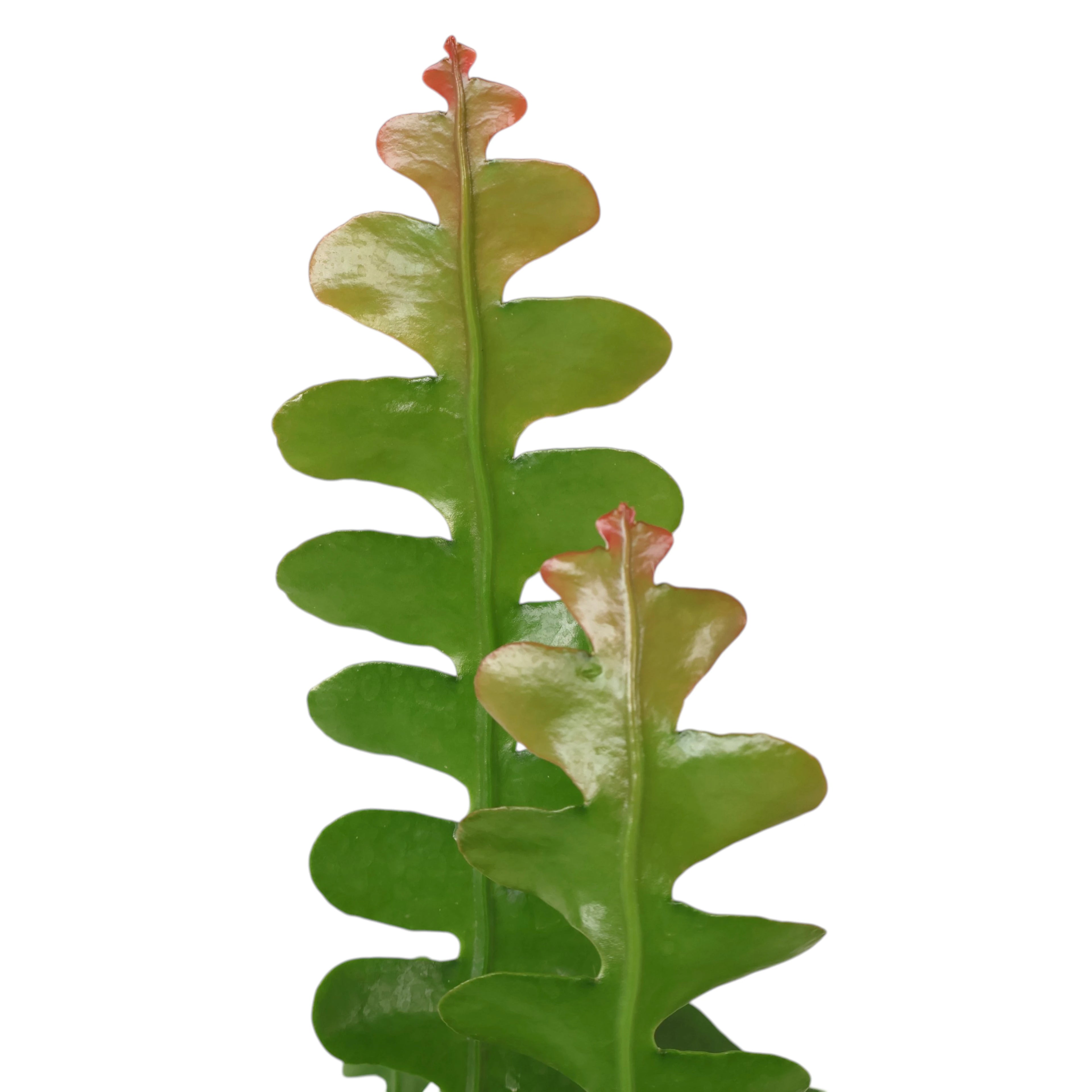 Epiphyllum anguliger Fishbone Cactus 170mm HB