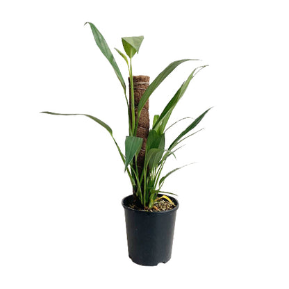 Epipremnum Amplissimum 180mm