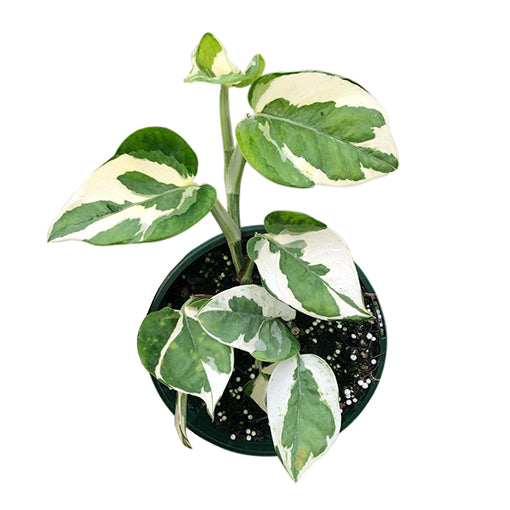 Epipremnum aureum - Pothos Snow Queen 170mm HB