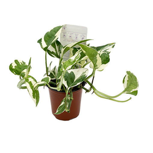 Epipremnum N&