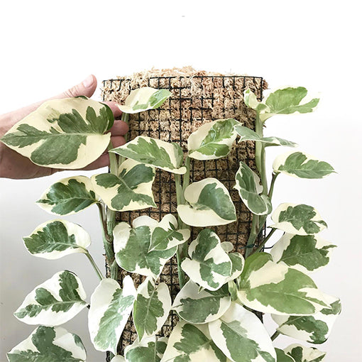 Epipremnum N&