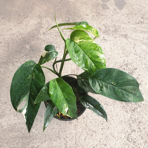 Epipremnum Pinnatum Variegata 175mm HB