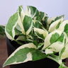 Epipremnum aureum - Pothos Snow Queen 125mm
