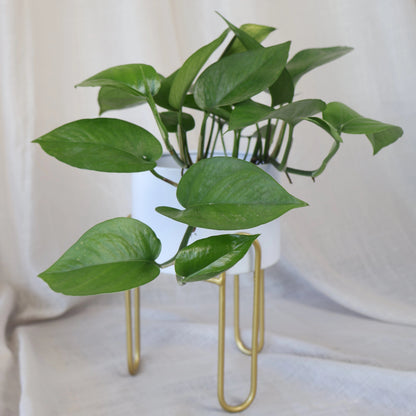 Pothos Jade - Epipremnum Aureum Jade 120mm
