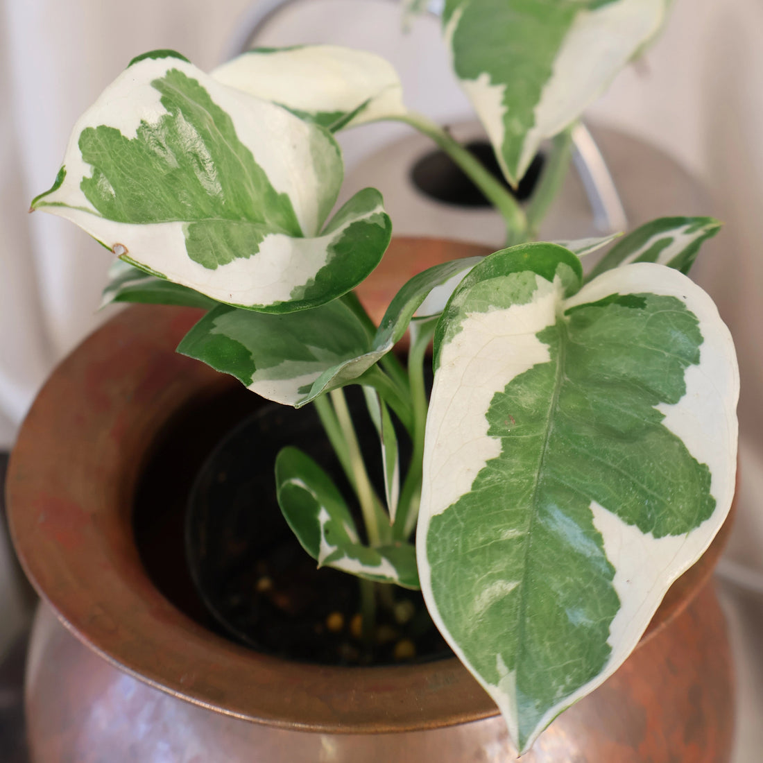 Pothos Snow Queen Epipremnum Aureum 70mm