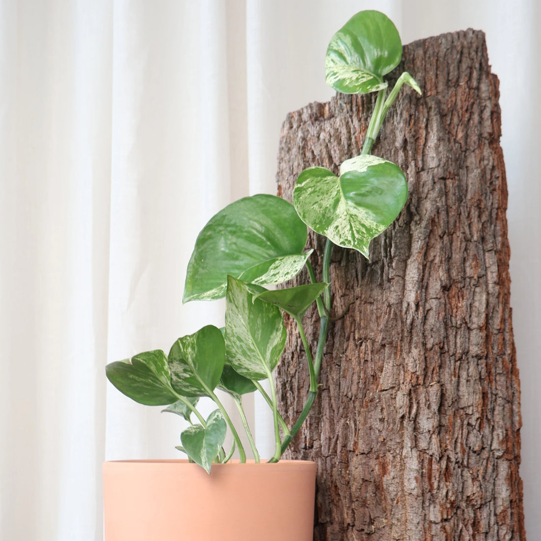 Pothos Marble Queen Epipremnum Aureum 120mm