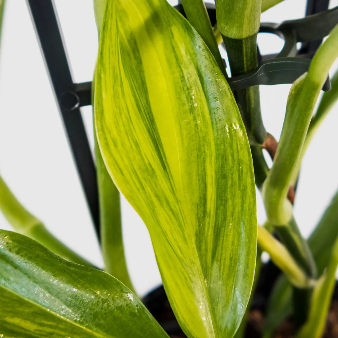 Epipremnum Amplissimum Silver Spirit 125mm