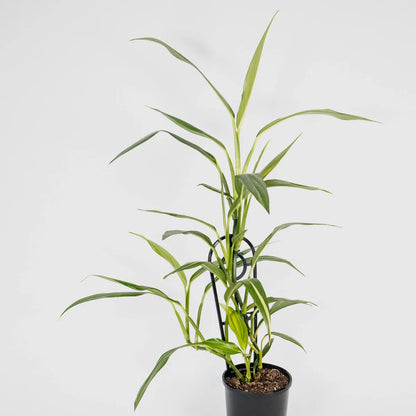 Epipremnum Amplissimum Silver Spirit 125mm