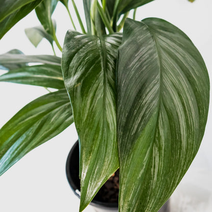 Epipremnum Amplissimum Silver Spirit 125mm