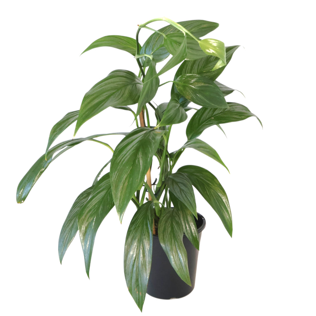 Epipremnum Amplissimum - Silver Spirit 180mm