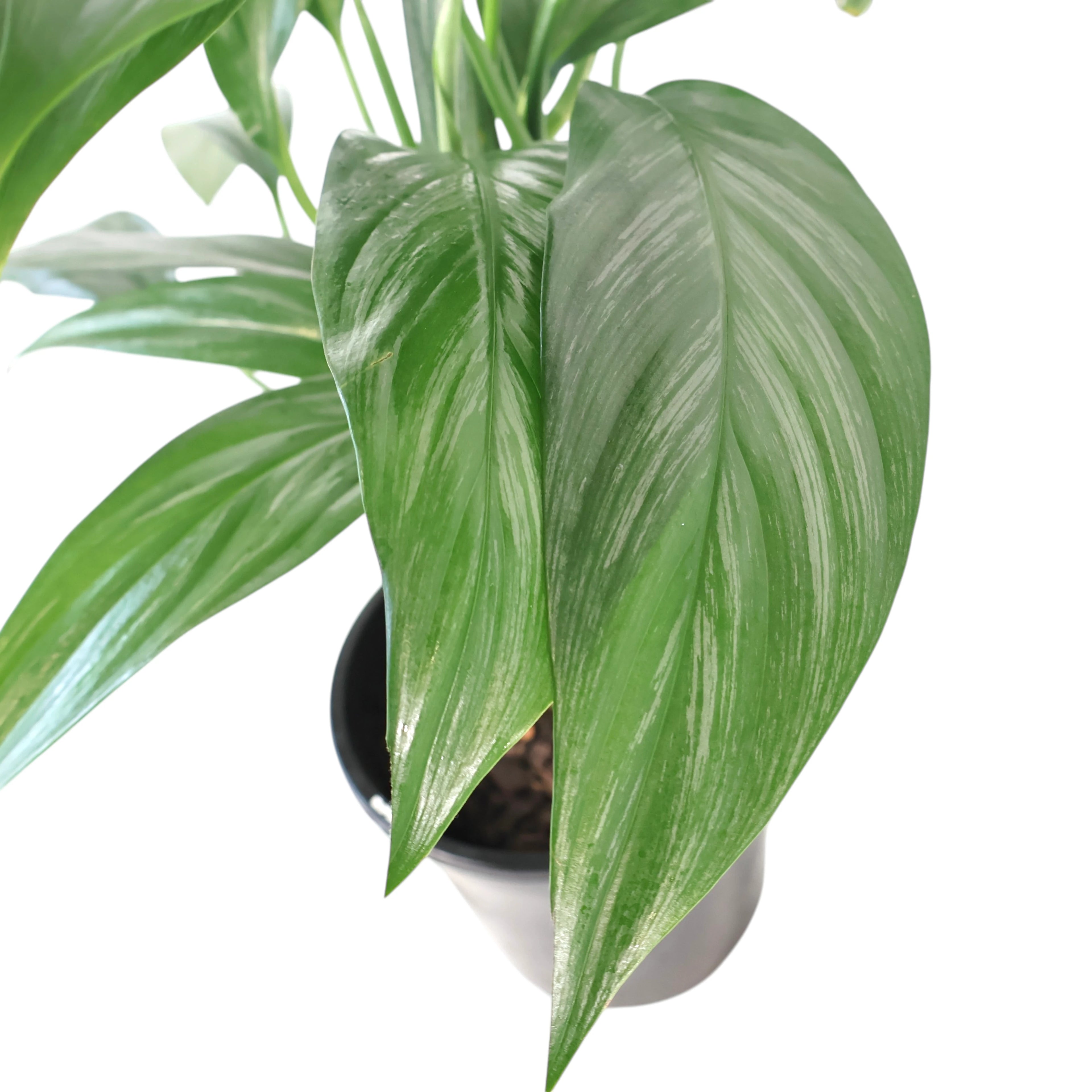 Epipremnum Amplissimum - Silver Spirit 180mm
