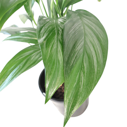Epipremnum Amplissimum - Silver Spirit 180mm