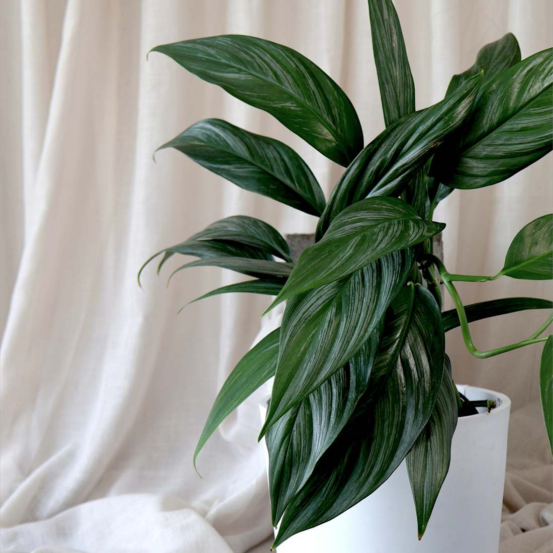 Epipremnum Amplissimum Silver Spirit 125mm