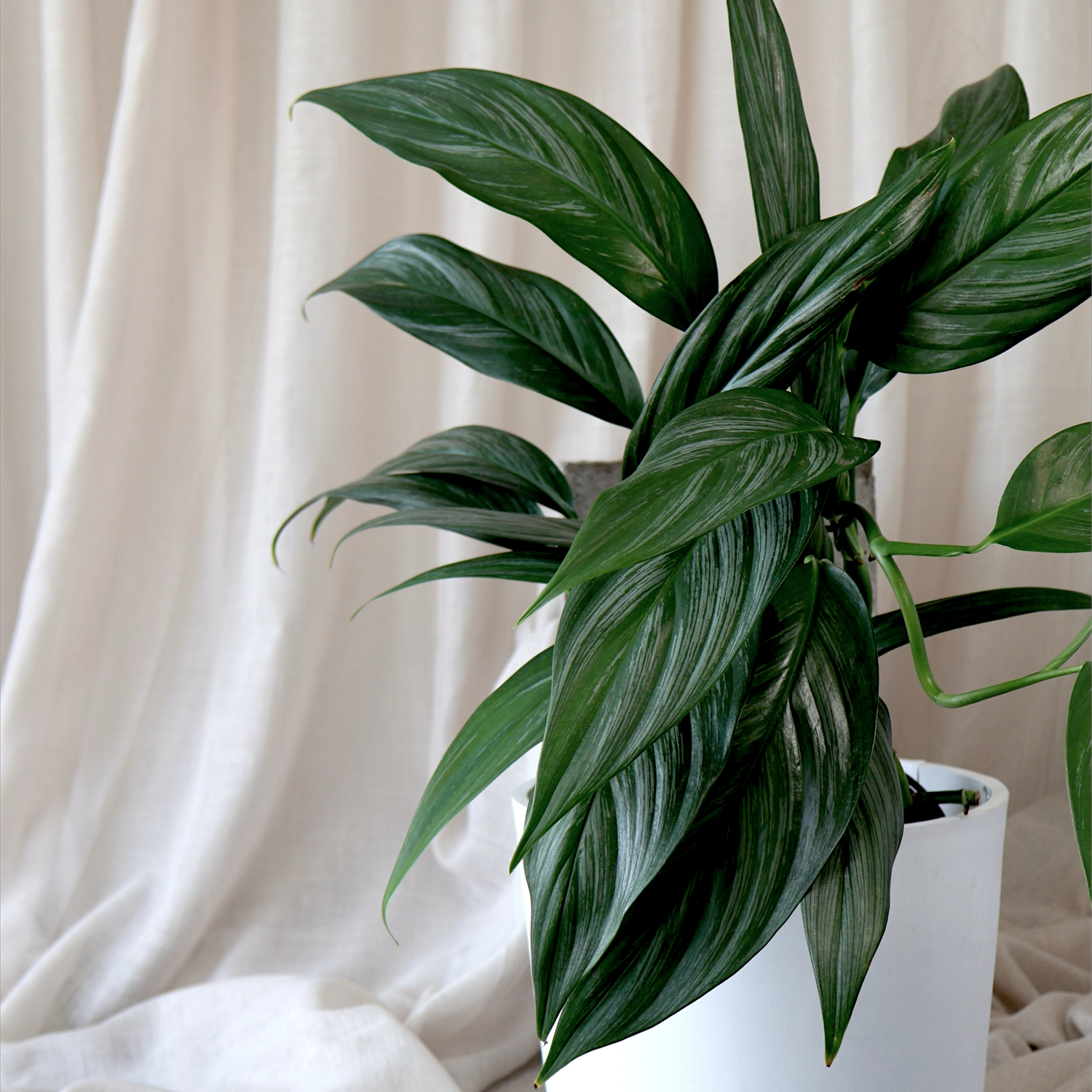 Epipremnum Amplissimum Silver Spirit 125mm