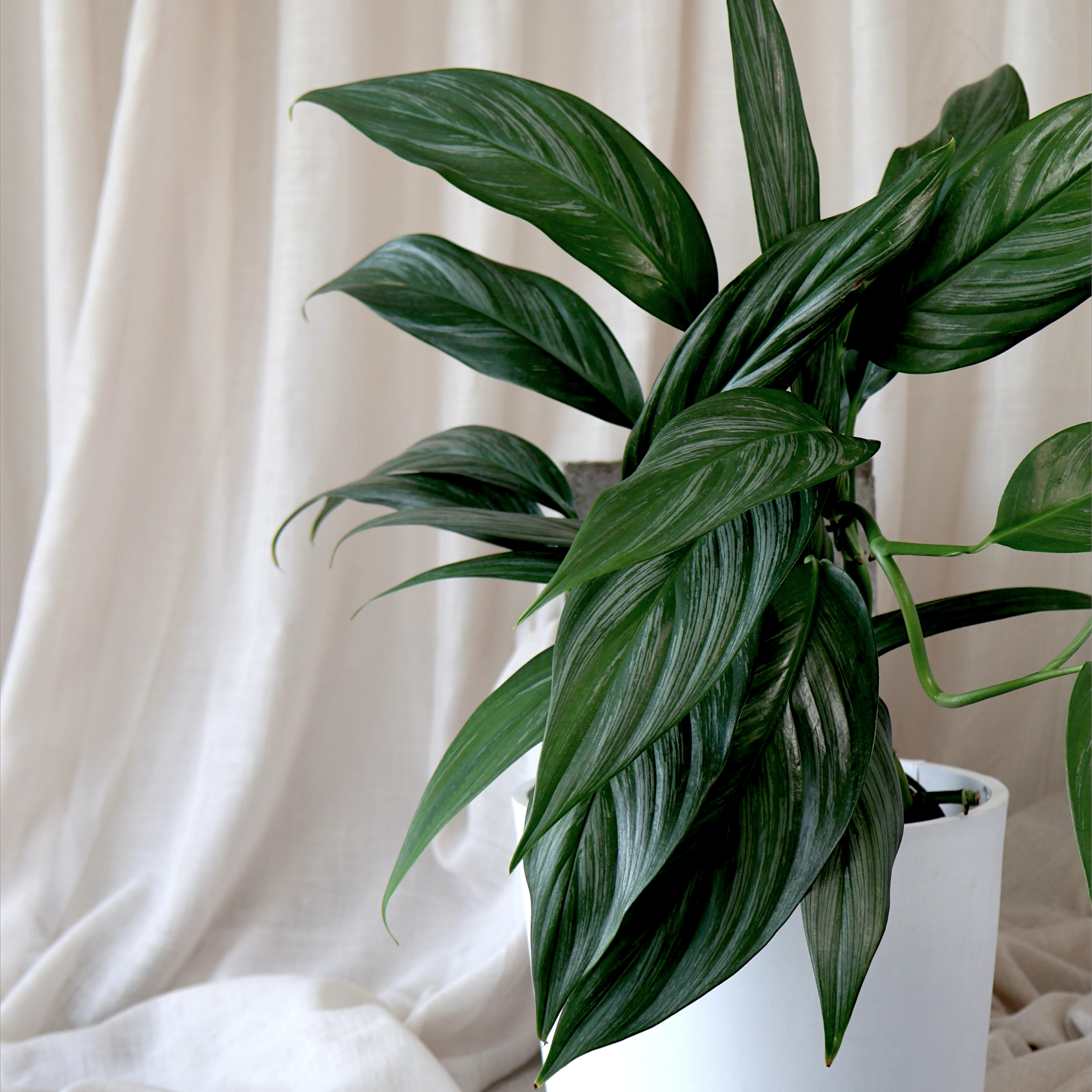 Epipremnum Amplissimum Silver Spirit 125mm