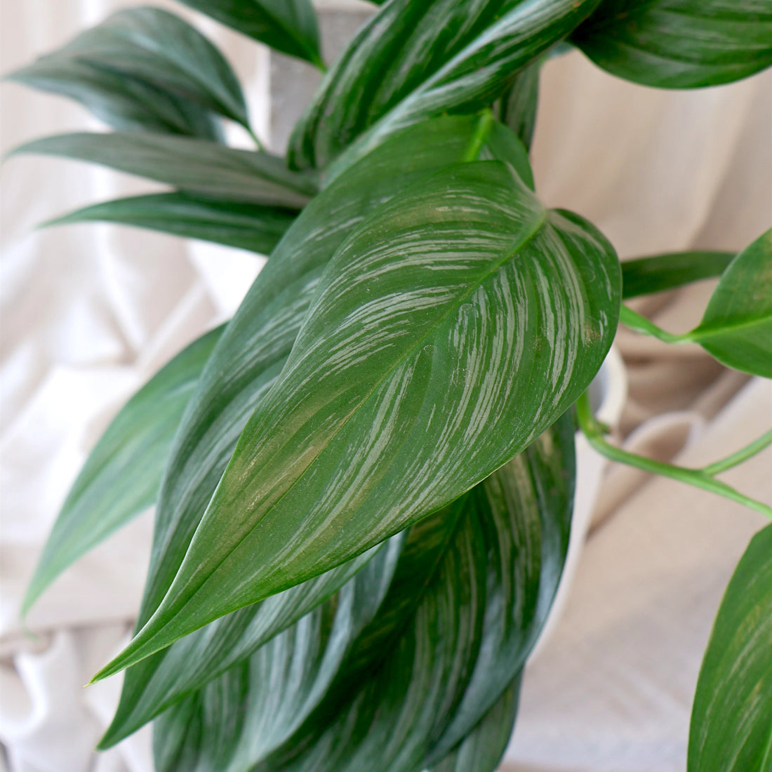 Epipremnum Amplissimum Silver Spirit 125mm