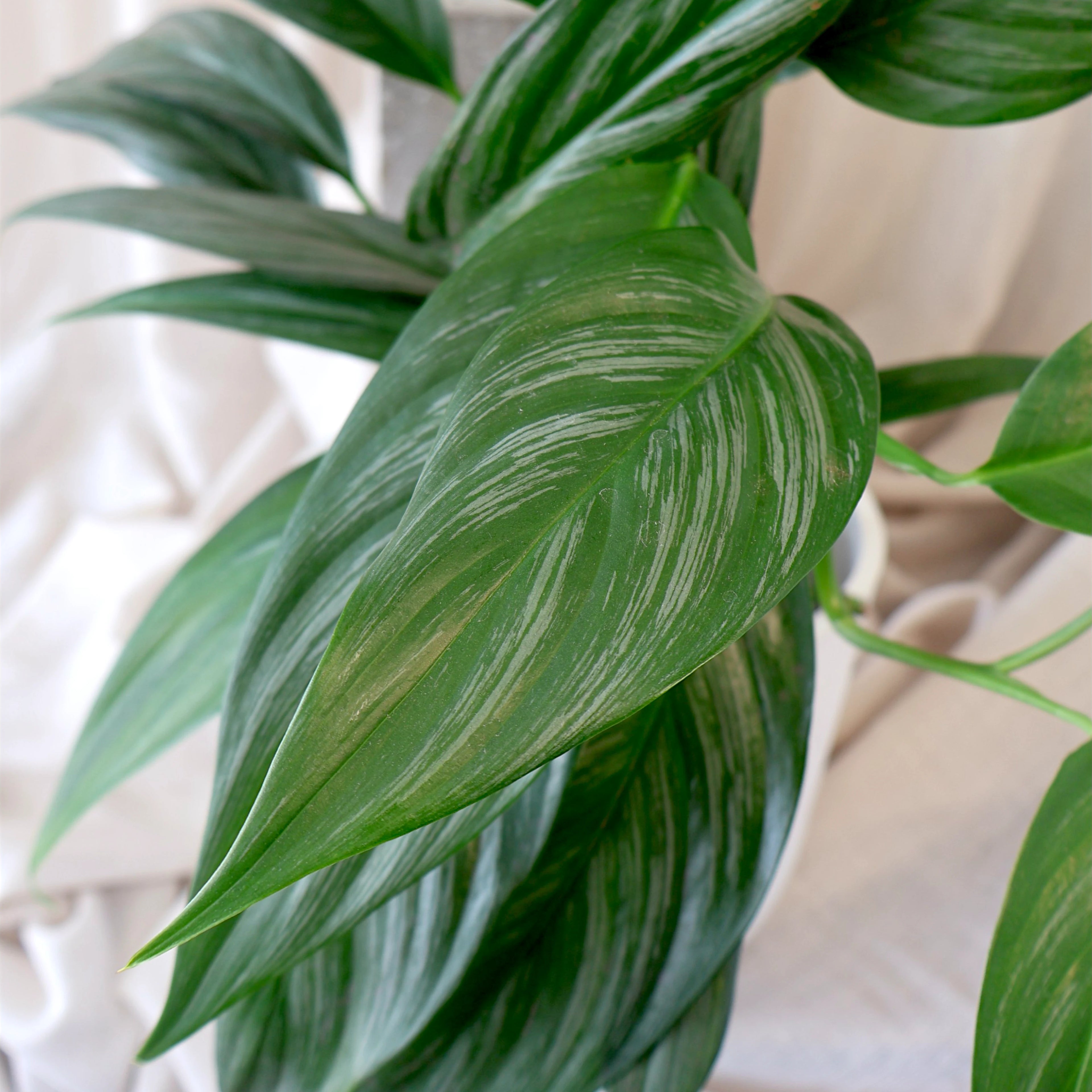 Epipremnum Amplissimum Silver Spirit 125mm