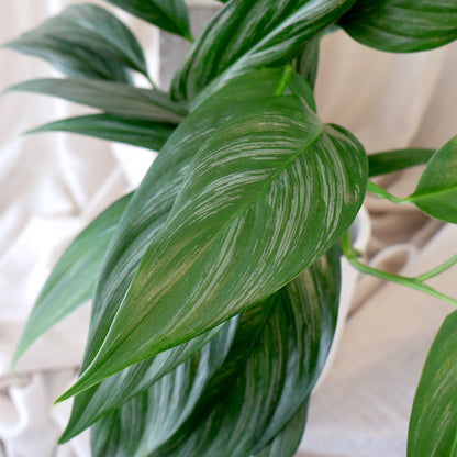 Epipremnum Amplissimum Silver Spirit 125mm