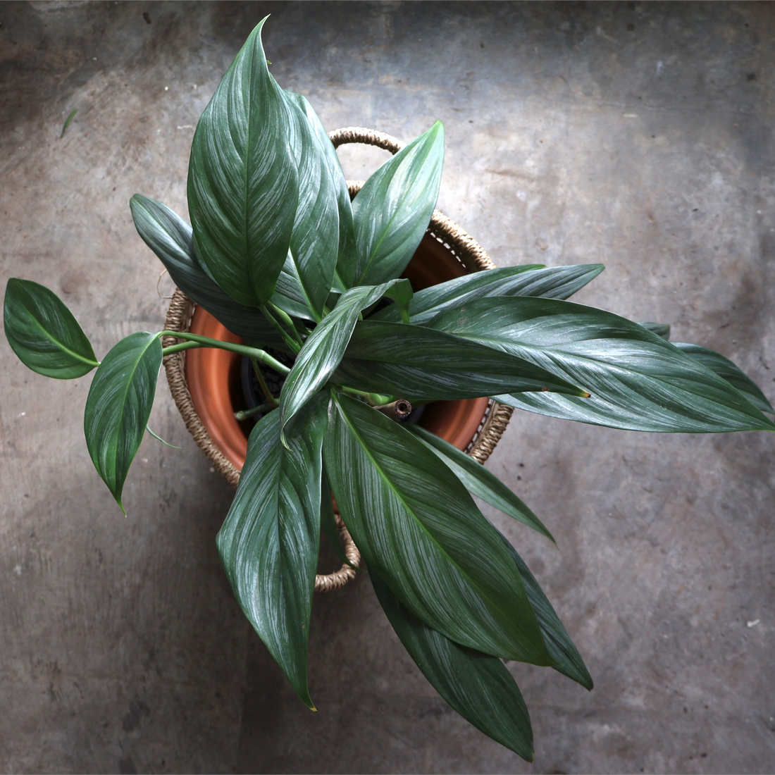 Epipremnum Amplissimum 180mm