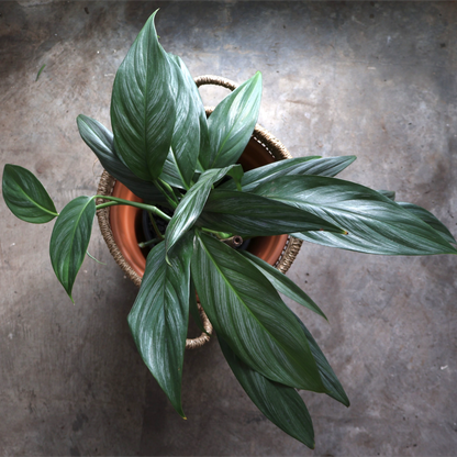 Epipremnum Amplissimum 180mm