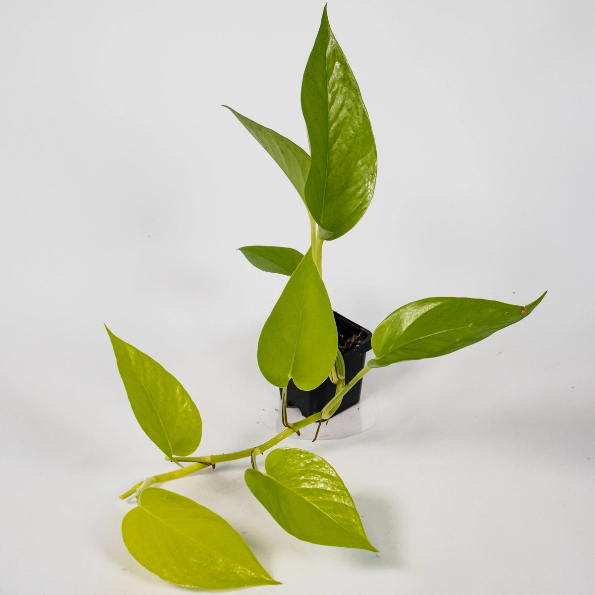 Epipremnum Aureum Goldilocks 70mm