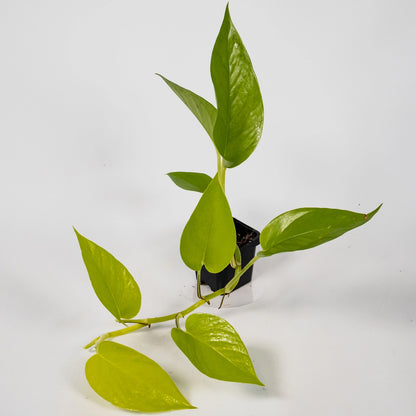 Epipremnum Aureum Goldilocks 70mm