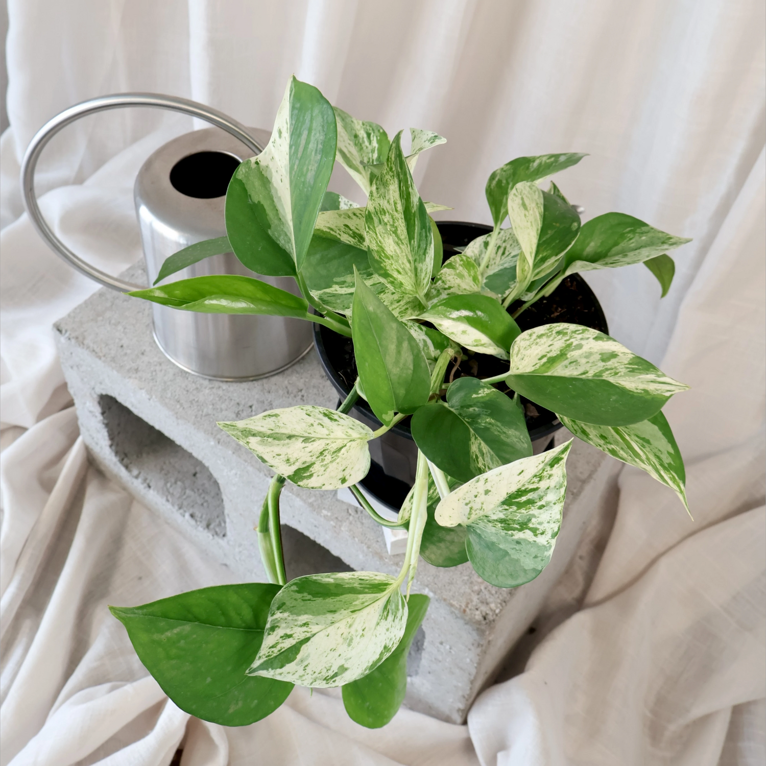 Pothos Marble Queen 170mm HB