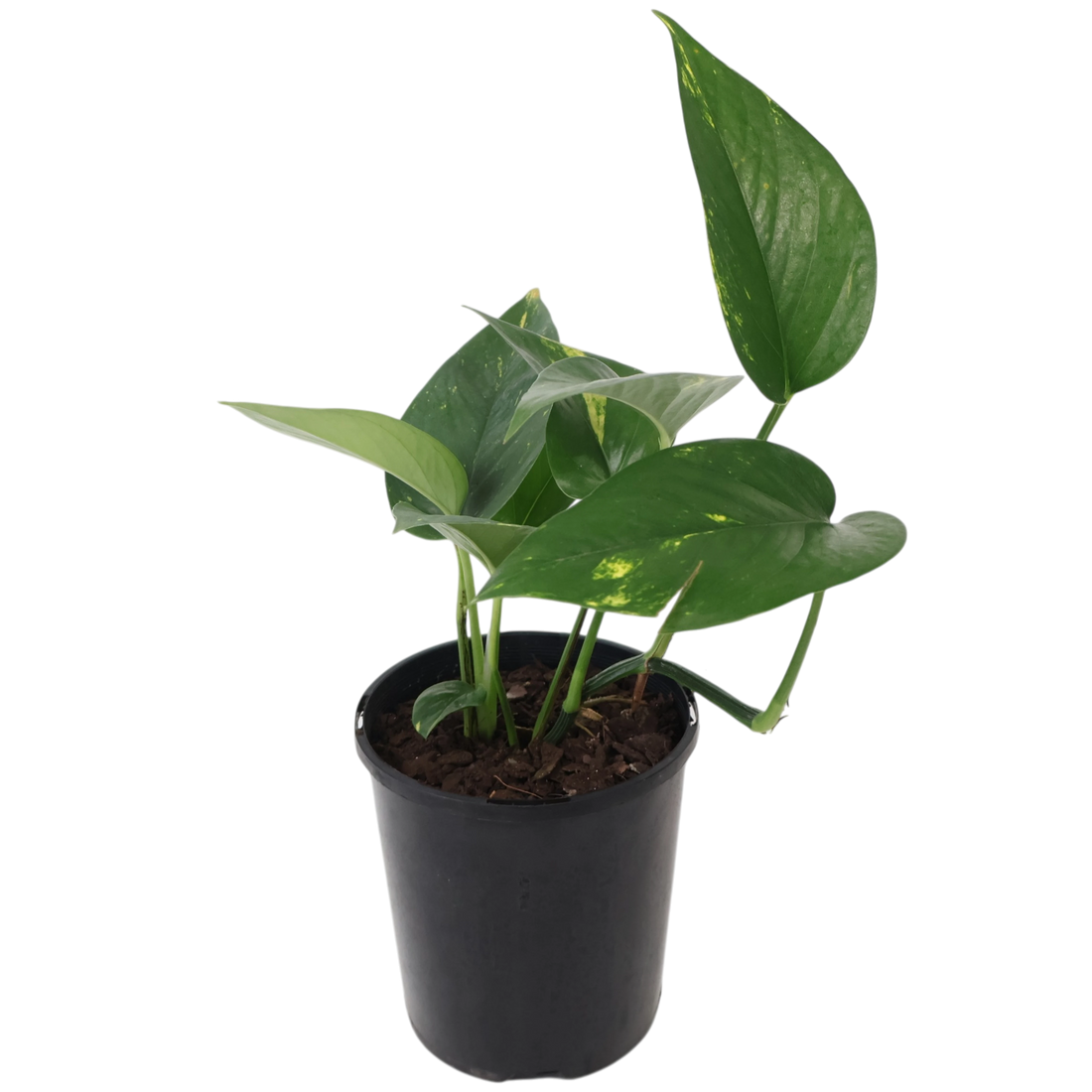 Epipremnum auruem Devil&
