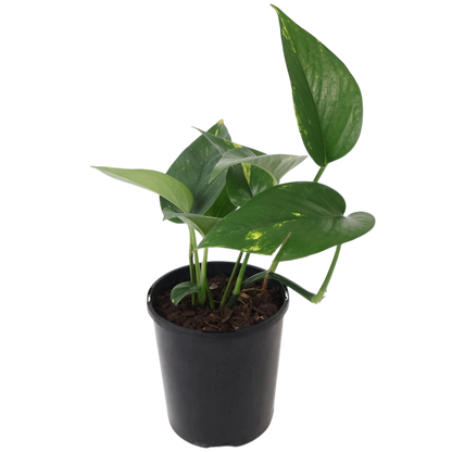 Epipremnum auruem Devil&