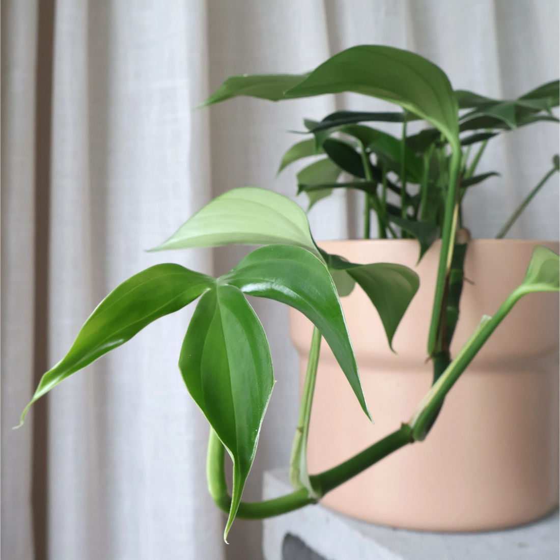 Epipremnum Pinnatum Dragons Tail 200mm