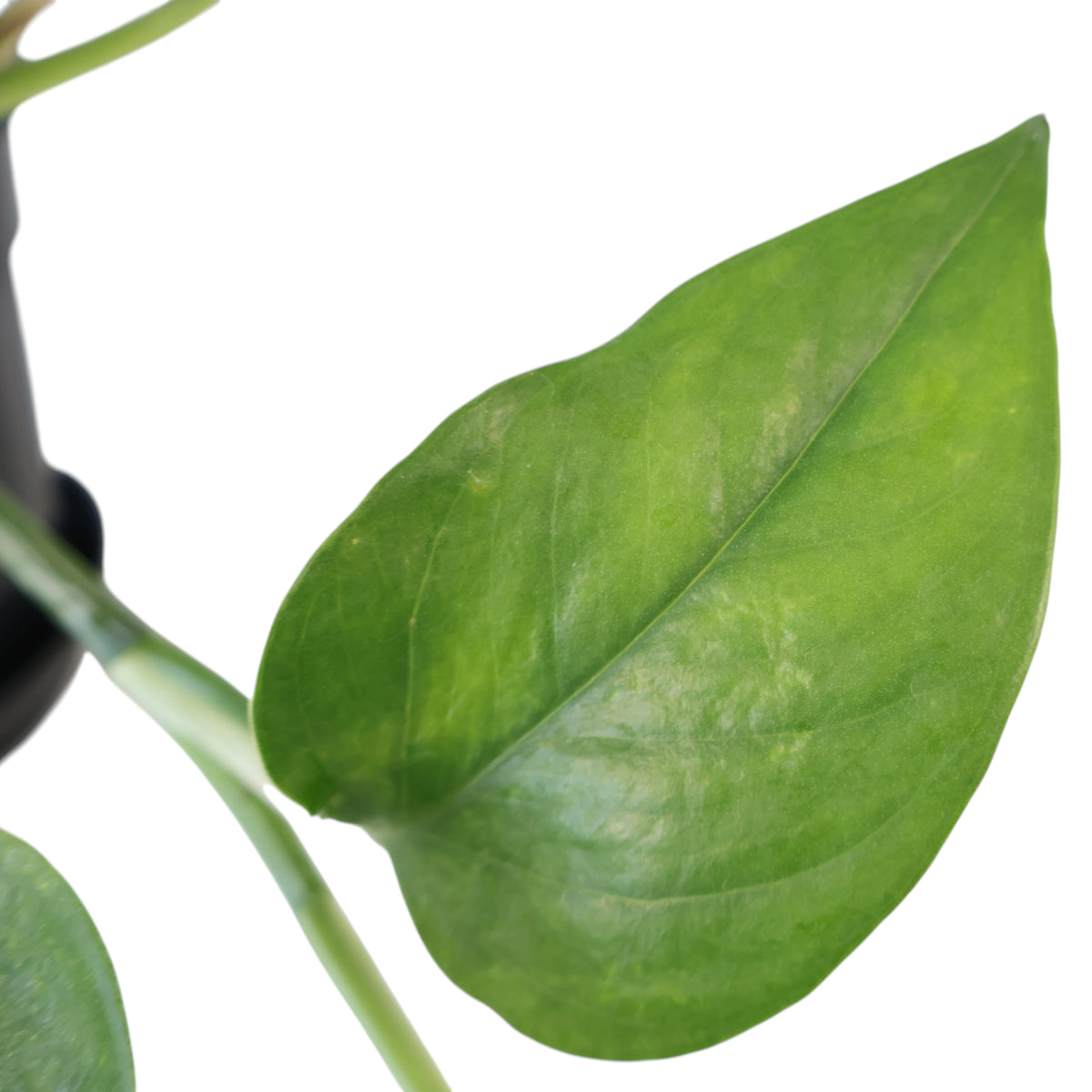 Epipremnum aureum Green Dragon HB 170mm