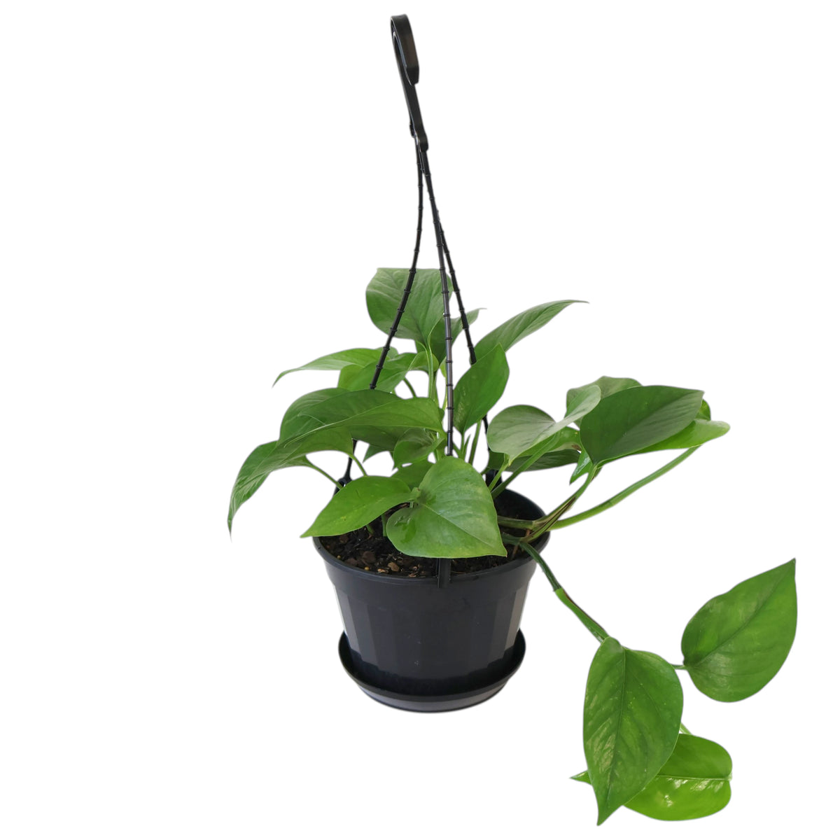 Epipremnum aureum Green Dragon HB 170mm