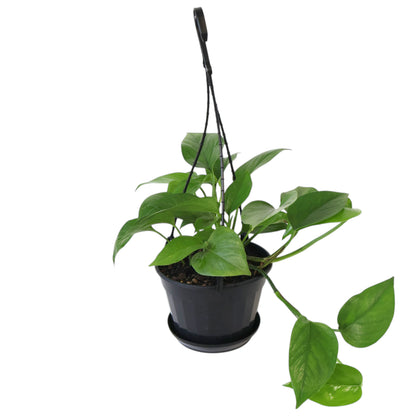 Epipremnum aureum Green Dragon HB 170mm