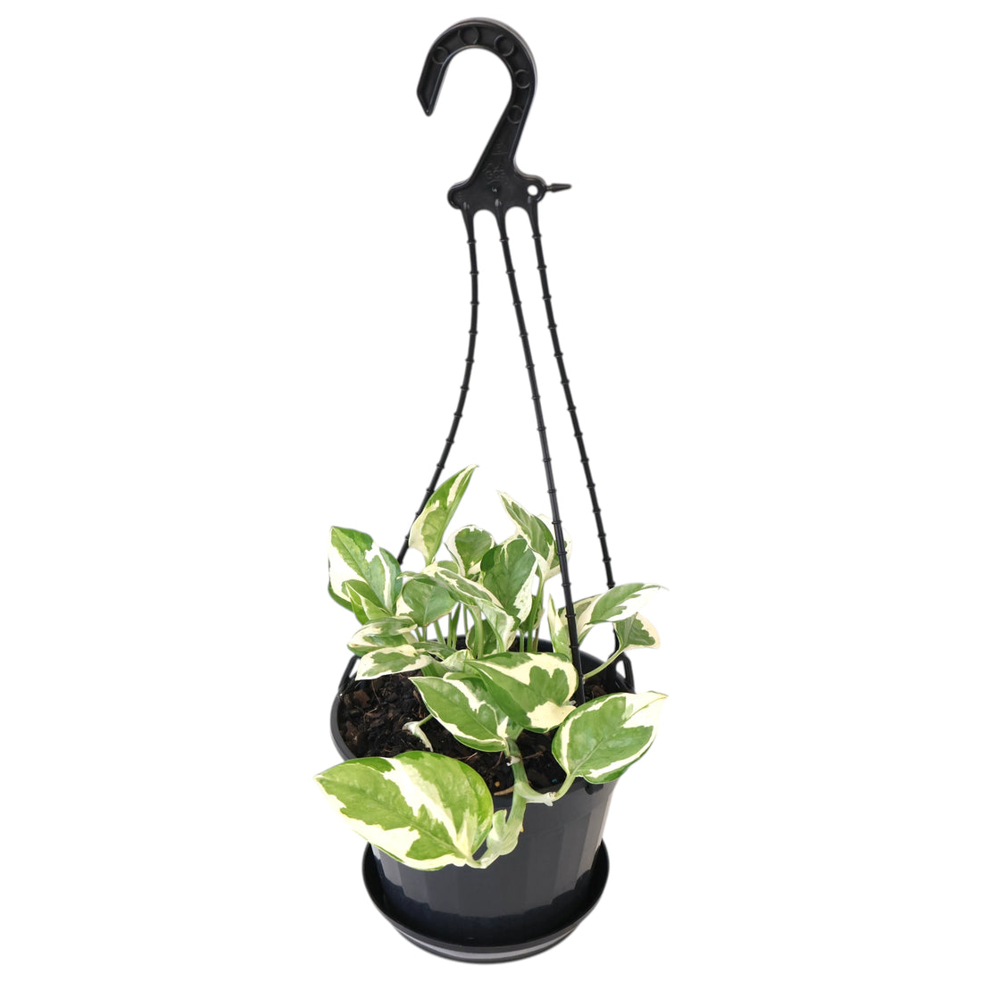 Epipremnum aureum Pothos Snow Queen 170mm HB
