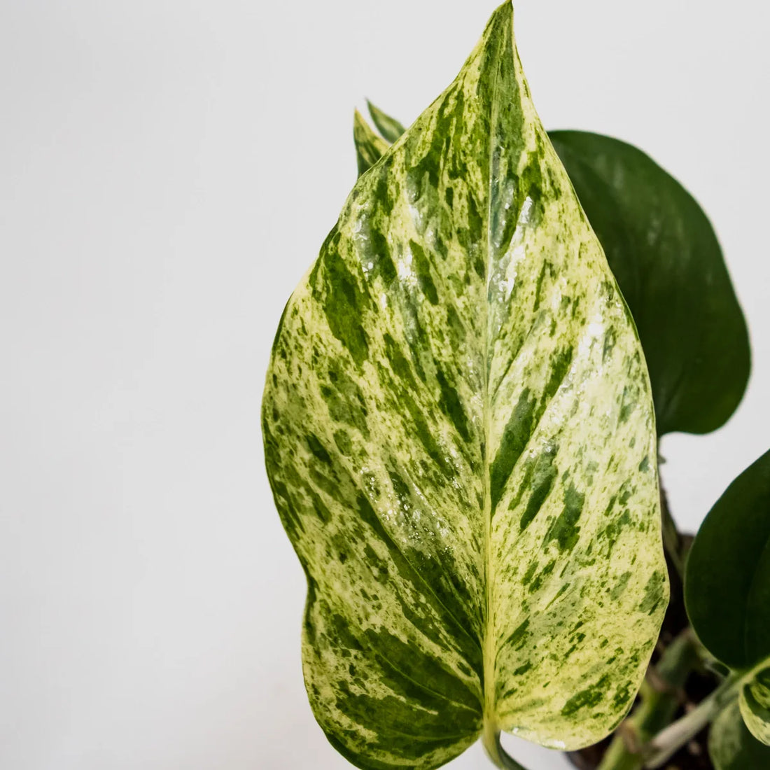 Epipremnum auruem Marble Queen Pothos 70mm