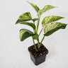 Epipremnum auruem Marble Queen Pothos 70mm