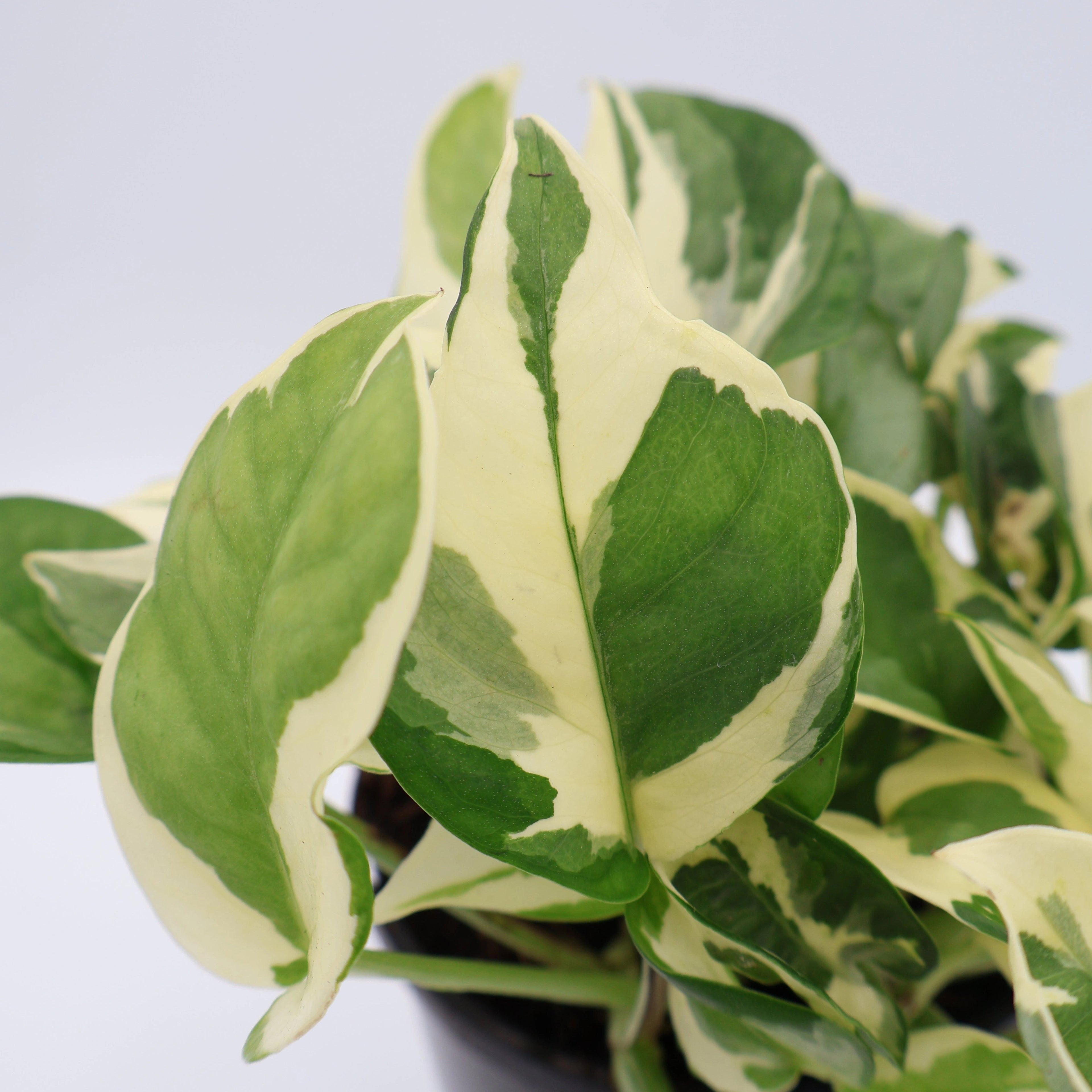 Pothos Snow Queen Epipremnum Aureum 70mm
