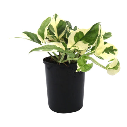 Pothos Snow Queen Epipremnum Aureum 70mm