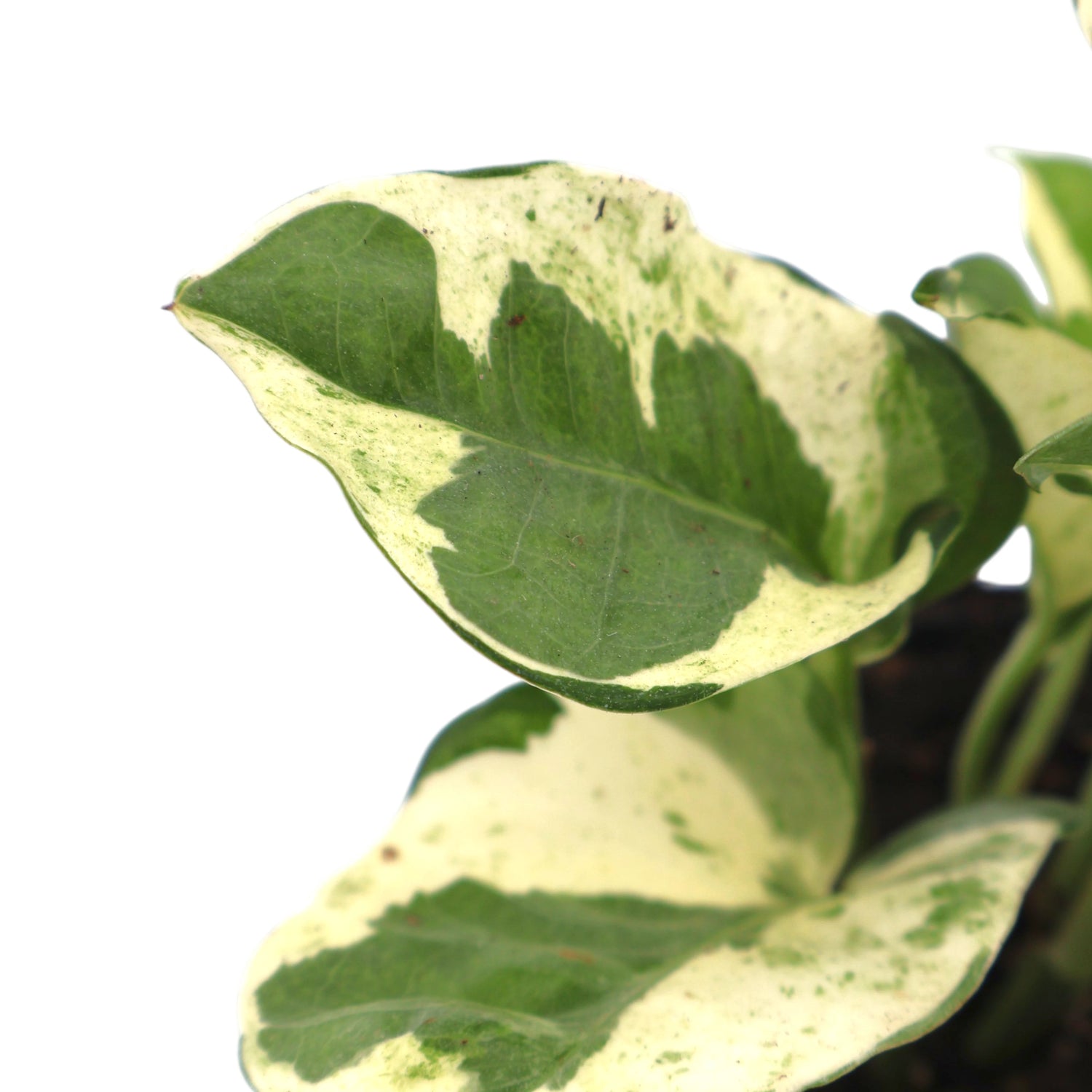 Pothos Snow Queen Epipremnum Aureum 70mm