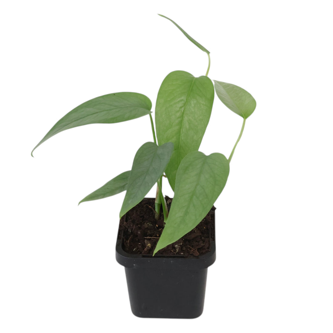 Epipremnum Cebu Blue 70mm