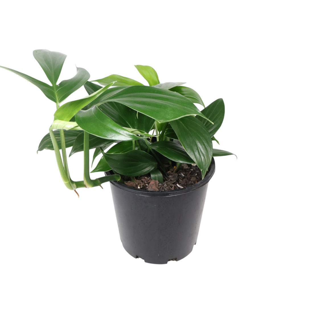 Epipremnum Pinnatum Dragons Tail 200mm