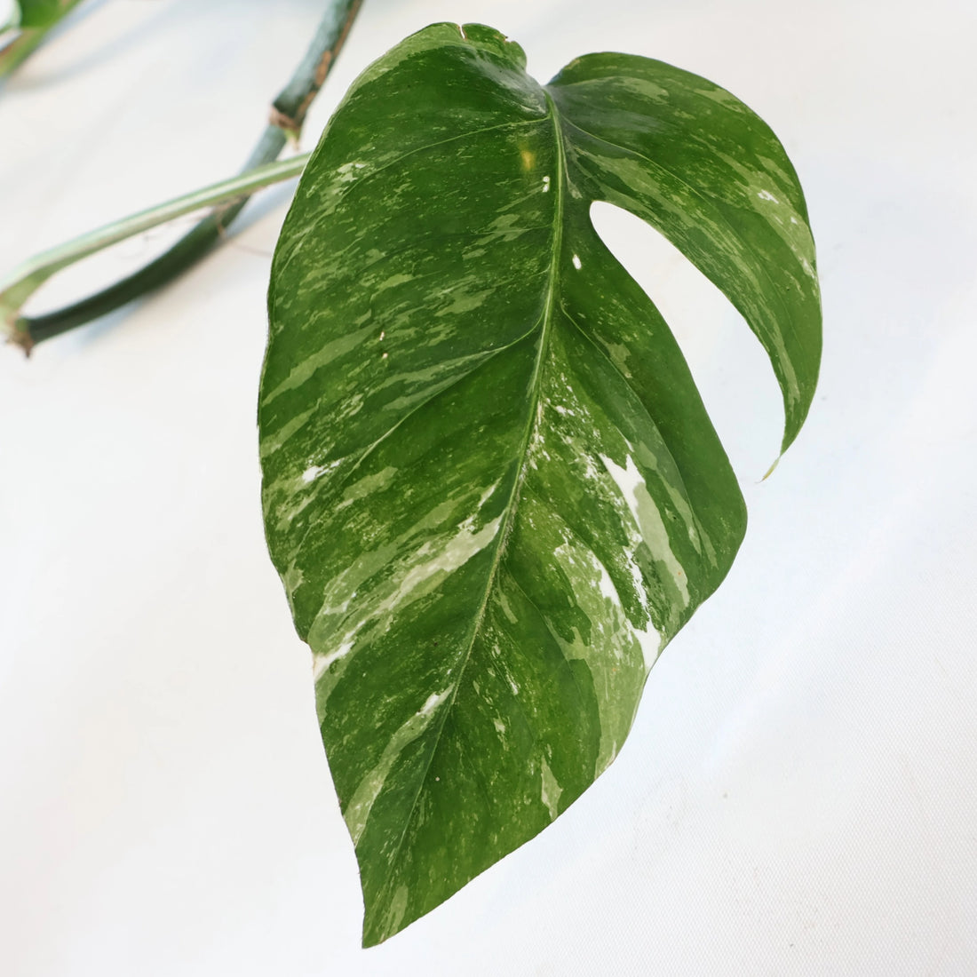 Epipremnum Pinnatum Variegata 175mm HB