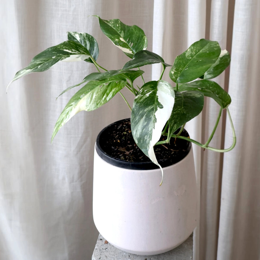 Epipremnum Pinnatum variegated 180mm