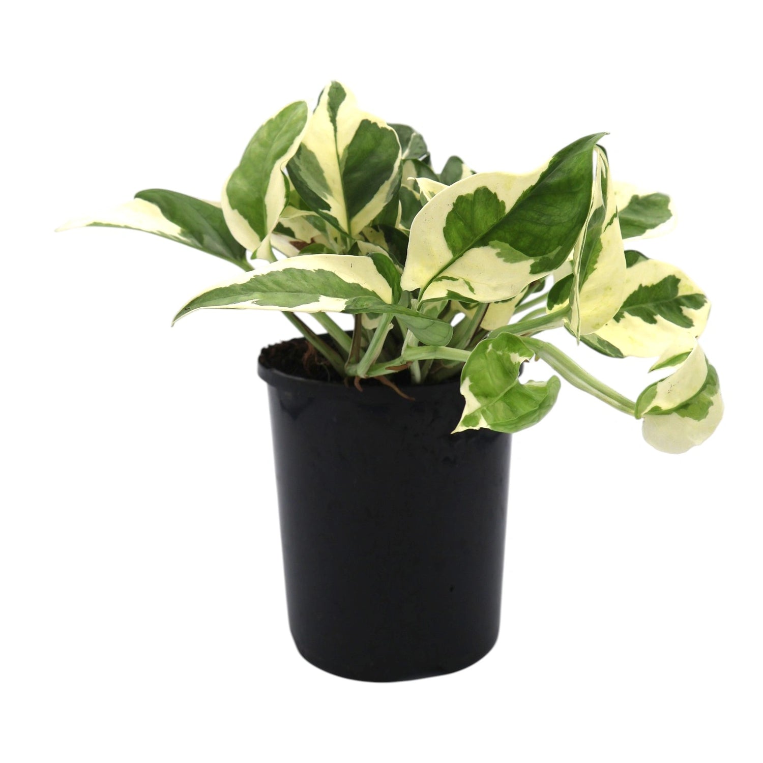 Epipremnum aureum Pothos Snow Queen 125mm