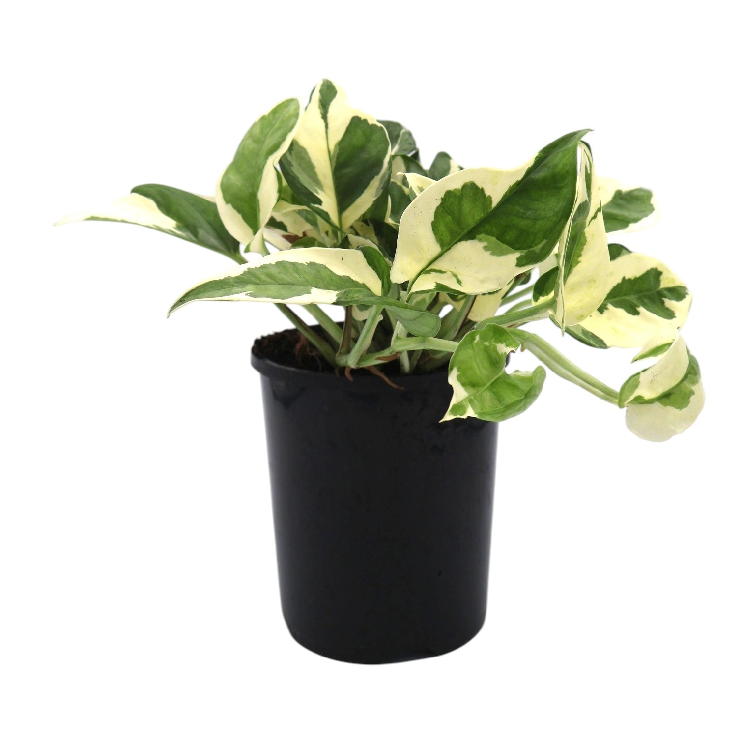 Epipremnum aureum Pothos Snow Queen 125mm