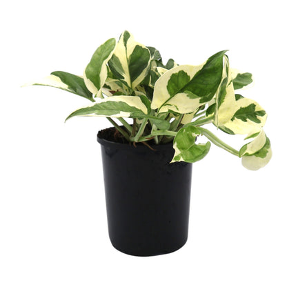 Epipremnum aureum Pothos Snow Queen 125mm