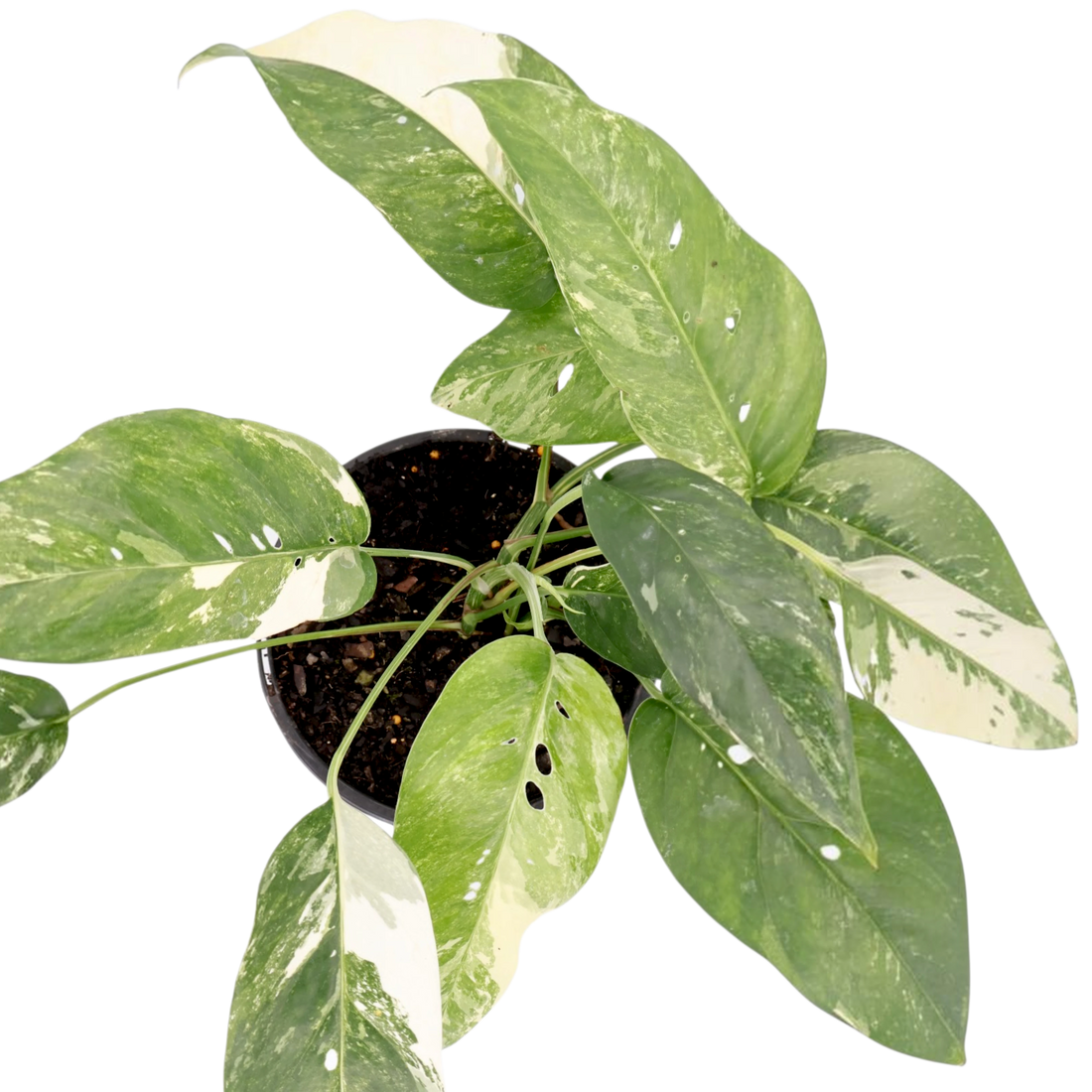 Epipremnum Pinnatum variegated 180mm