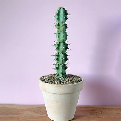 Euphorbia Coerulescens 190mm